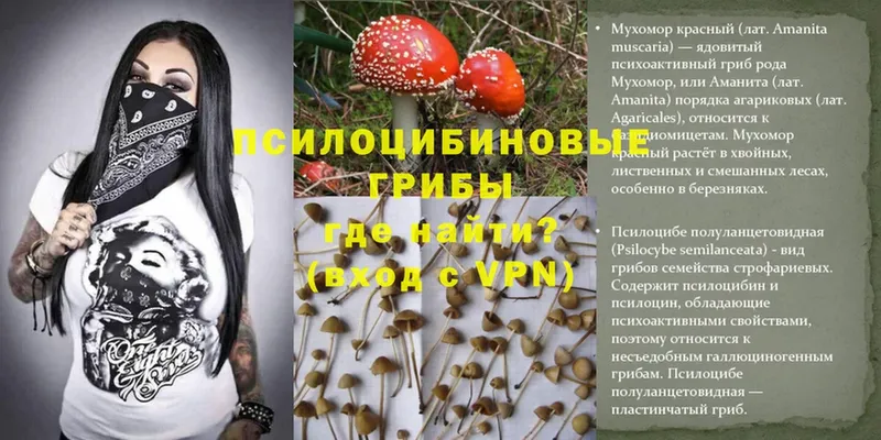 Галлюциногенные грибы Psilocybe  Раменское 